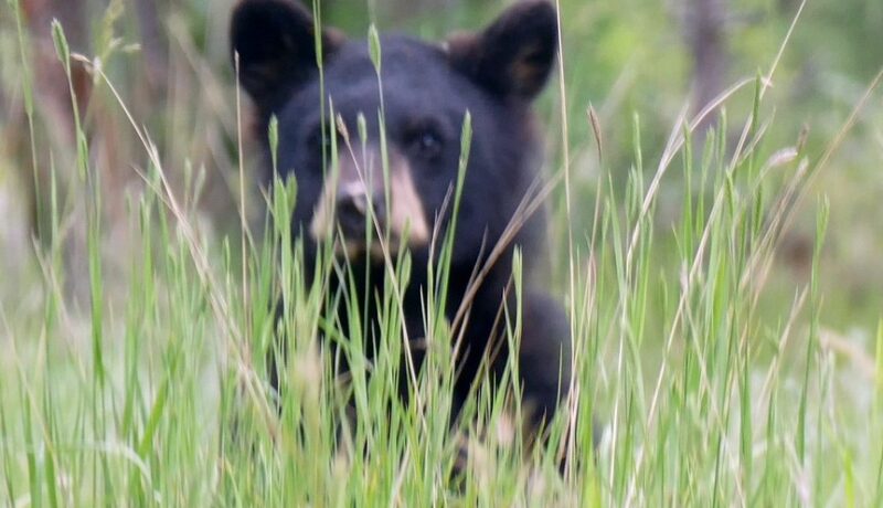Niedźwiedziczka mieszkała wraz z rodzicami w norce w lesie przy pagórku.